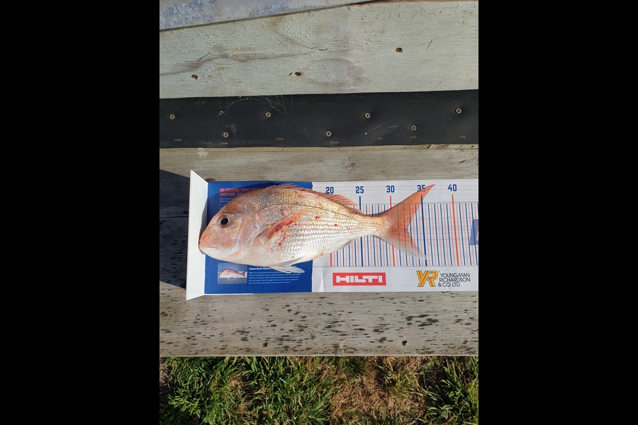 Carl Richmond caught this 32.5cm Snapper at Thames  during The Export NZ Fishing Competition