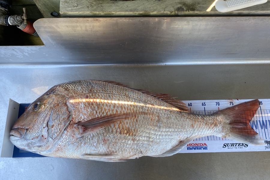 Corey Proffit caught this 79.0cm Snapper at Mokau  during The Export NZ Fishing Competition