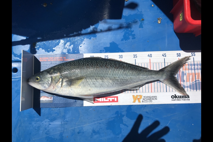 Jackson Middleton caught this 48.5cm Kahawai at Coromandel  during The Export NZ Fishing Competition