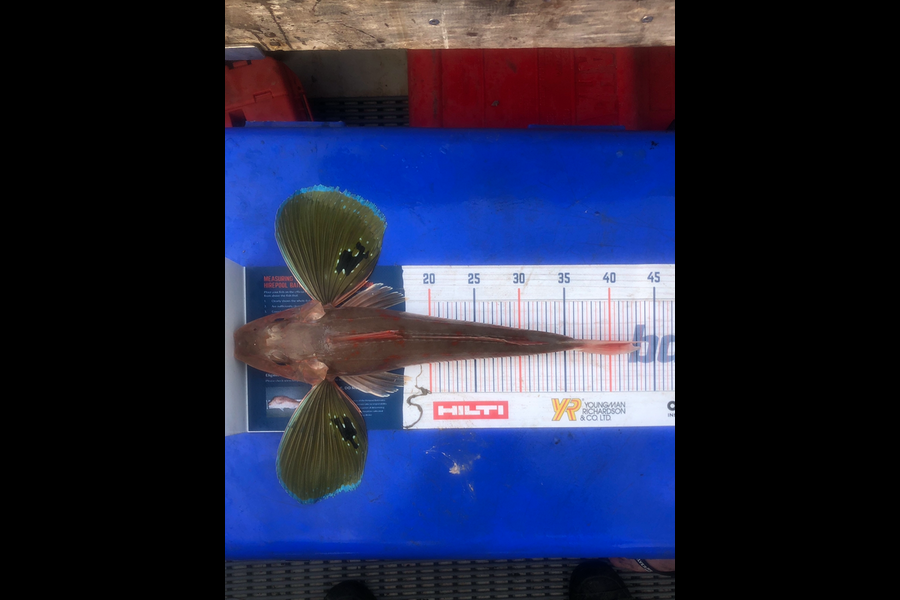 Dawson Boyd caught this 41cm Gurnard at Waiiti during The Export NZ Fishing Competition