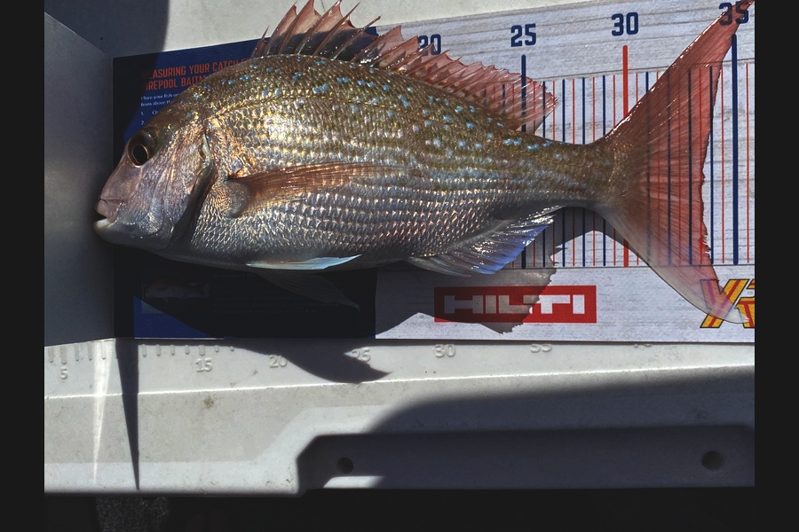 Kendal Pratt caught this 33.5cm Snapper at Firth of Thames during The Export NZ Fishing Competition
