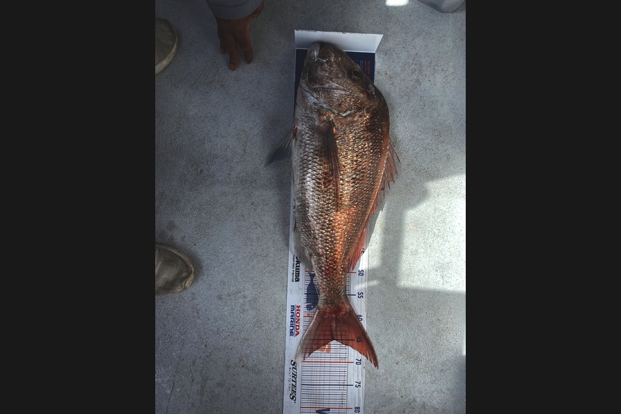 Erin Mcloughlin caught this 65cm Snapper at Hauraki gulf during The Export NZ Fishing Competition