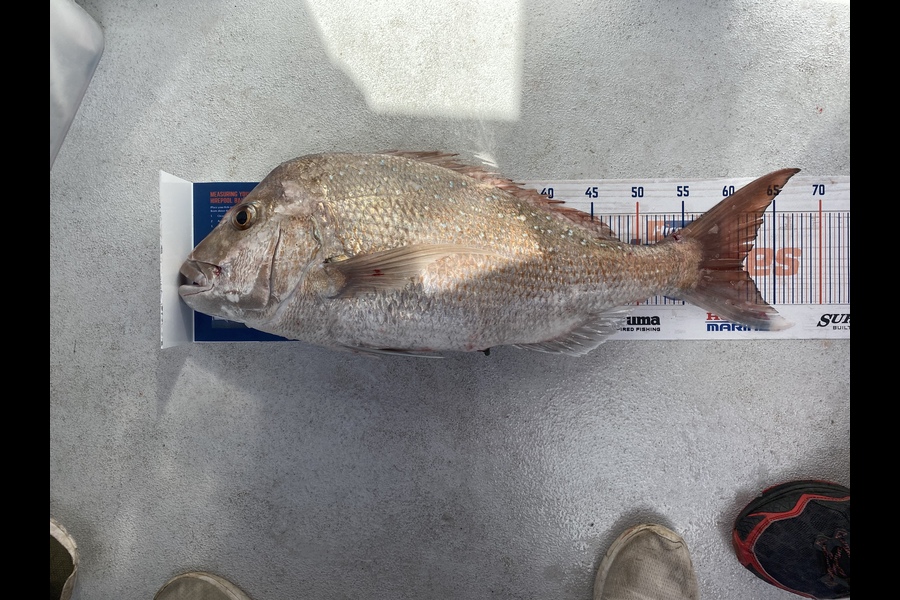 Greg Mcloughlin caught this 61.5cm Snapper at Hauraki gulf during The Export NZ Fishing Competition