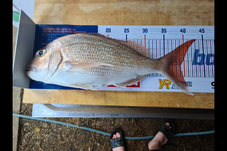 Ricky  Blanken caught this 39cm Snapper at Manukau Harbour  during The Export NZ Fishing Competition
