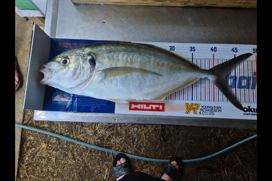 Ricky  Blanken caught this 42.5cm Trevally at Manukau Harbour  during The Export NZ Fishing Competition