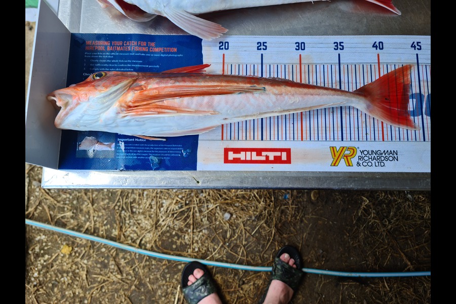 Ricky  Blanken caught this 43.5cm Gurnard at Manukau Harbour  during The Export NZ Fishing Competition