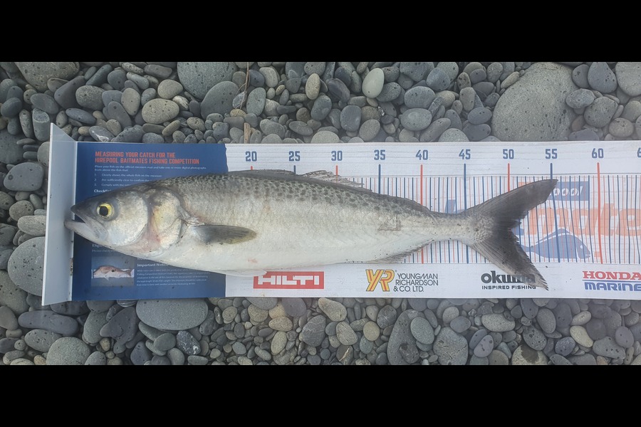 Jared Check caught this 50cm Kahawai at Hawai during The Export NZ Fishing Competition