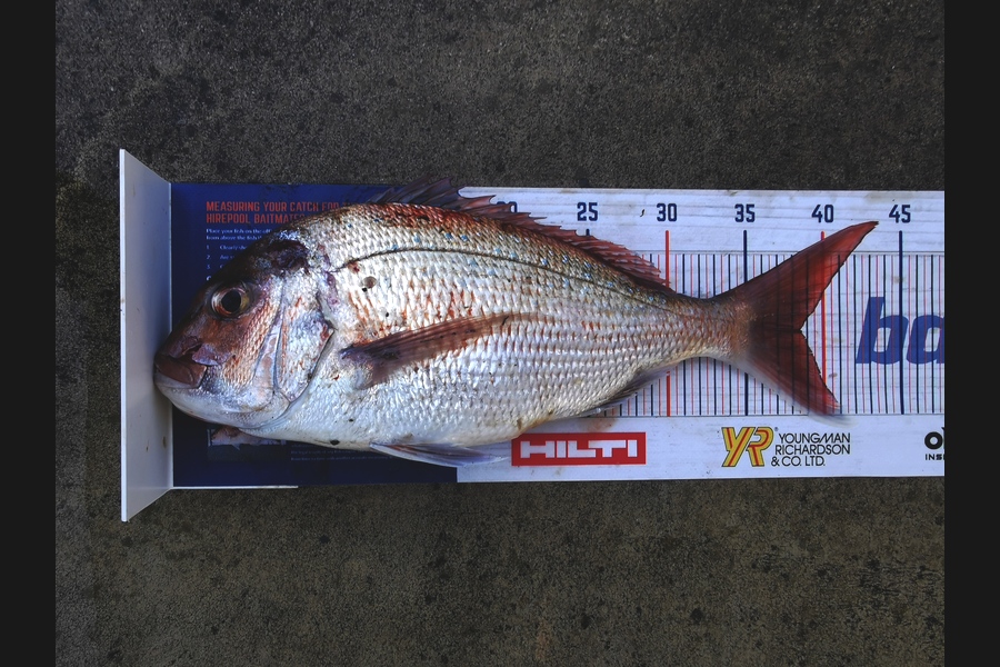 Peter Barker caught this 38.5cm Snapper at Whangamata during The Export NZ Fishing Competition