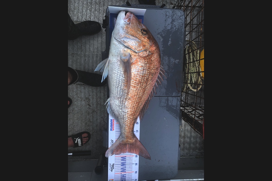 Luke Ross caught this 78cm Snapper at Raglan during The Export NZ Fishing Competition