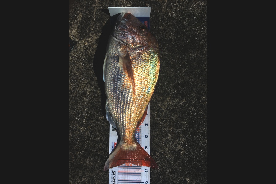 Phill Probyn caught this 66.5cm Snapper at Mokau  during The Export NZ Fishing Competition