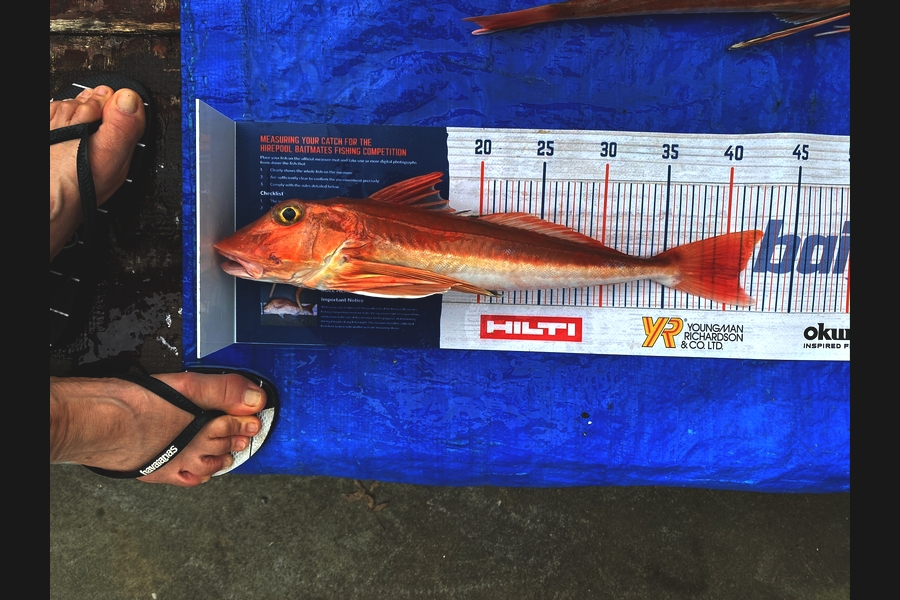 Karen Blockley caught this 41.0cm Gurnard at RAGLAN during The Export NZ Fishing Competition