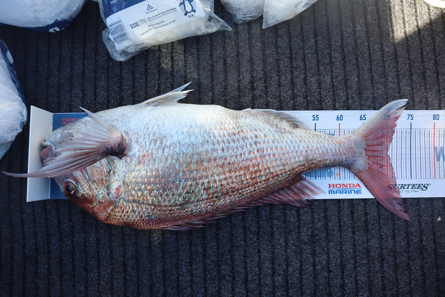 Mark Cotton caught this 70cm Snapper at Tasman Bay during The Export NZ Fishing Competition