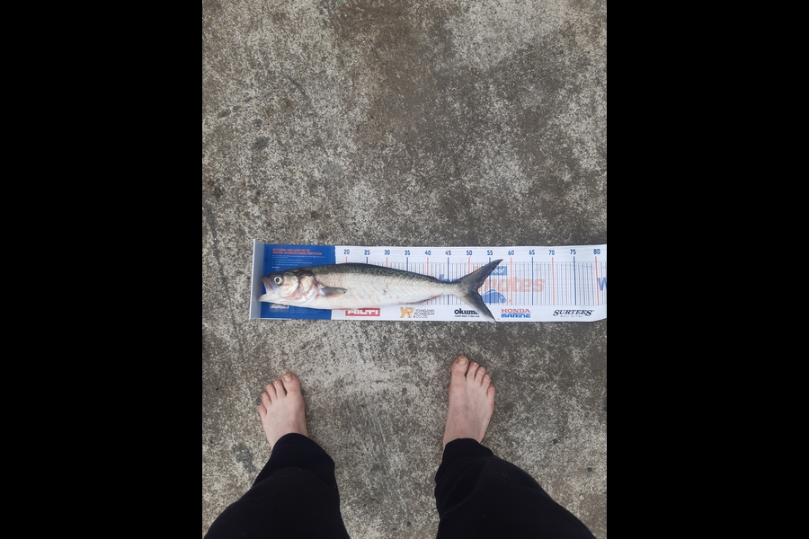 Bram Hendrix caught this 52.0cm Kahawai at Urenui  during The Export NZ Fishing Competition