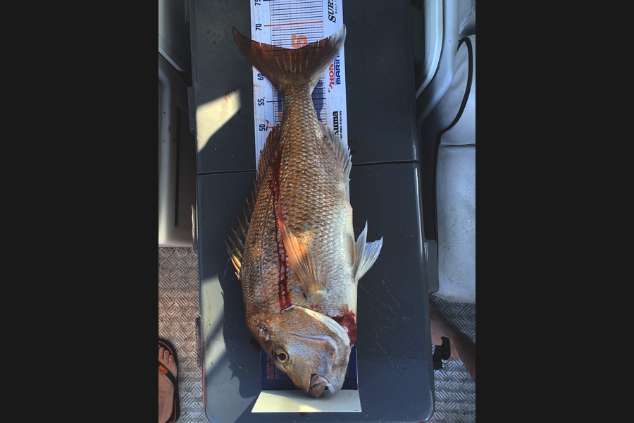 Luke Ross caught this 65cm Snapper at Raglan during The Export NZ Fishing Competition