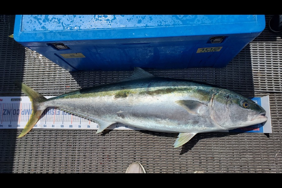 Sabin Arackal caught this 123.5cm Kingfish at Coromandel during The Export NZ Fishing Competition