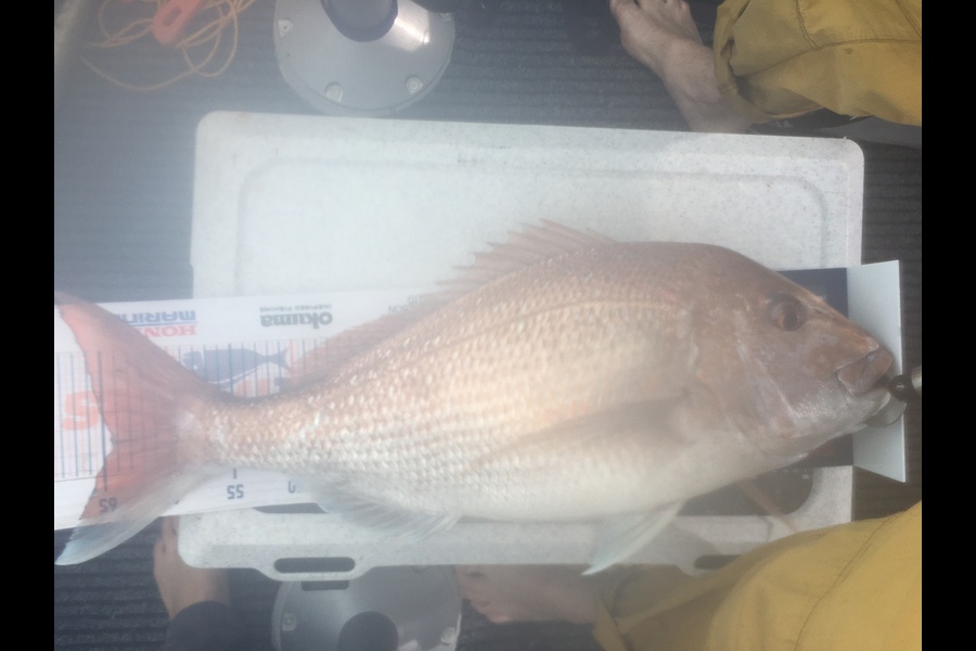 Dara Patrick caught this 64cm Snapper at Coromandel during The Export NZ Fishing Competition