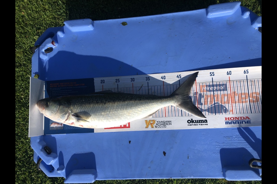 Ethan Leigh caught this 47.5cm Kahawai at Kawhia  during The Export NZ Fishing Competition
