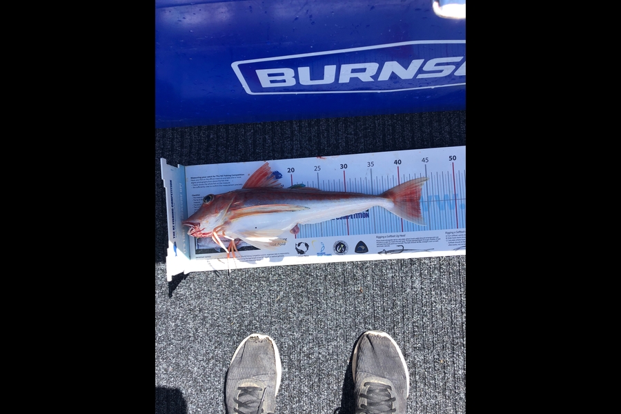 Chris Meek caught this 43.5cm Gurnard at Tasman bay during The Export NZ Fishing Competition