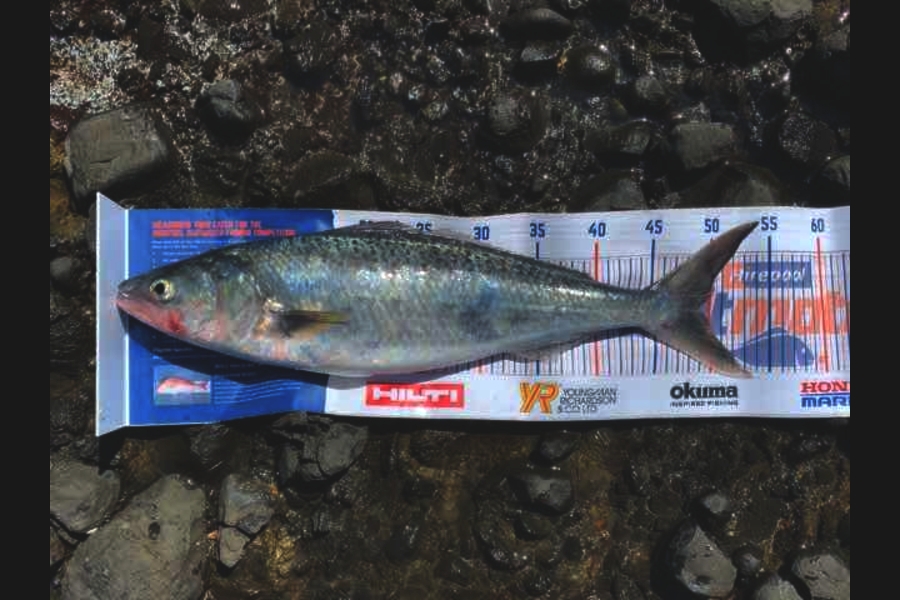 Mark Piskulic caught this 48.5cm Kahawai at Far north during The Export NZ Fishing Competition