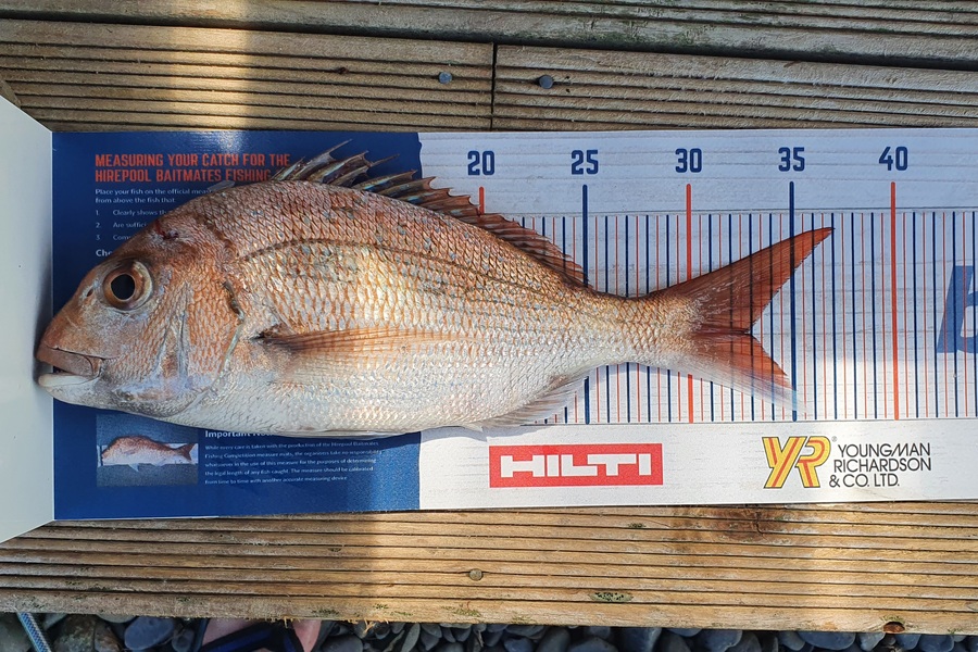 Mark White caught this 32.5cm Snapper at Firth of Thames  during The Export NZ Fishing Competition