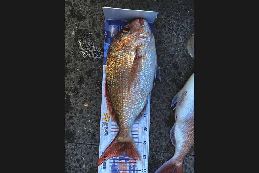 arryn hill caught this 49cm Snapper at Mount Maunganui  during The Export NZ Fishing Competition