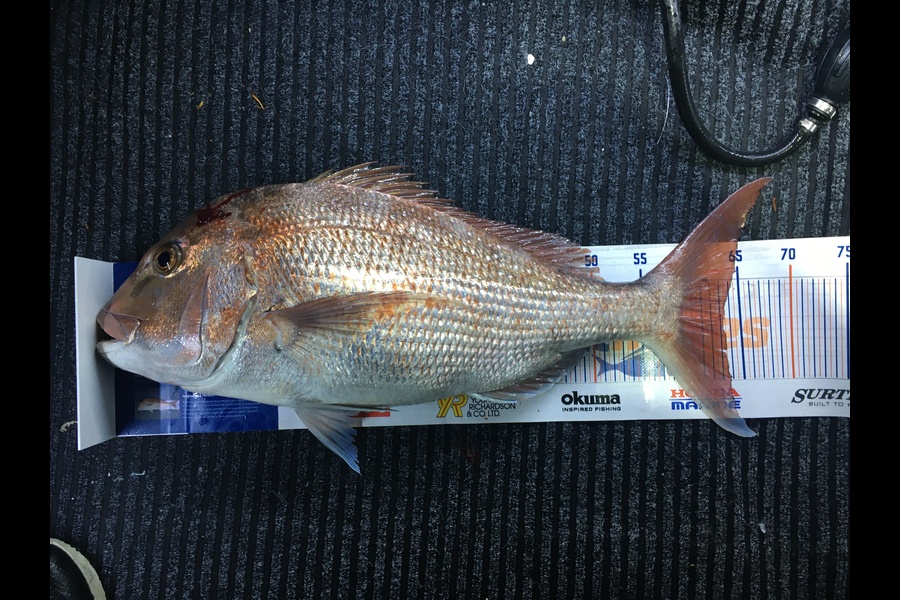 Brandon Hull caught this 63.0cm Snapper at Bay of Islands during The Export NZ Fishing Competition