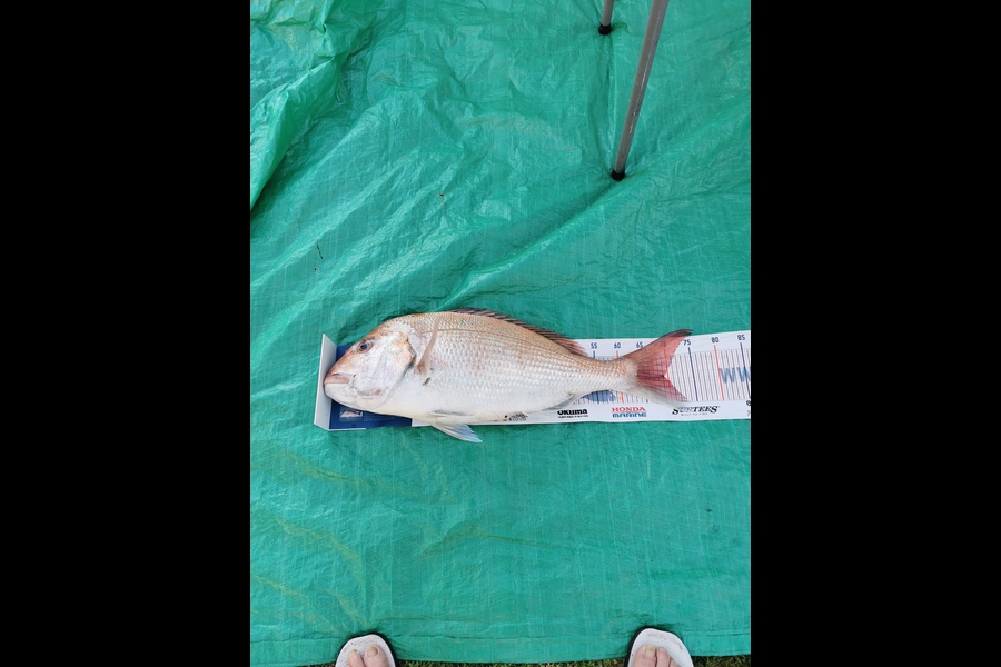 Chris Le Sueur caught this 69cm Snapper at Whakatane during The Export NZ Fishing Competition