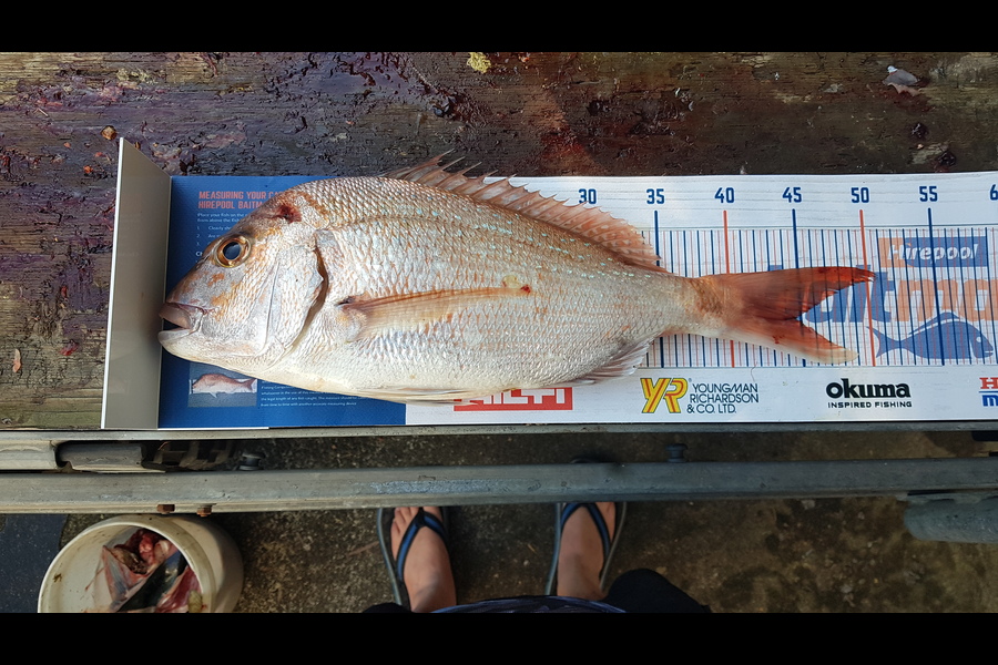 Neil Rist caught this 43cm Snapper at Bream Bay during The Export NZ Fishing Competition
