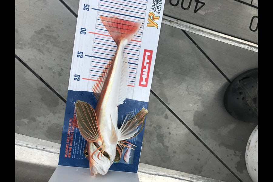 David Monagan caught this 34cm Gurnard at Pourerere  during The Export NZ Fishing Competition