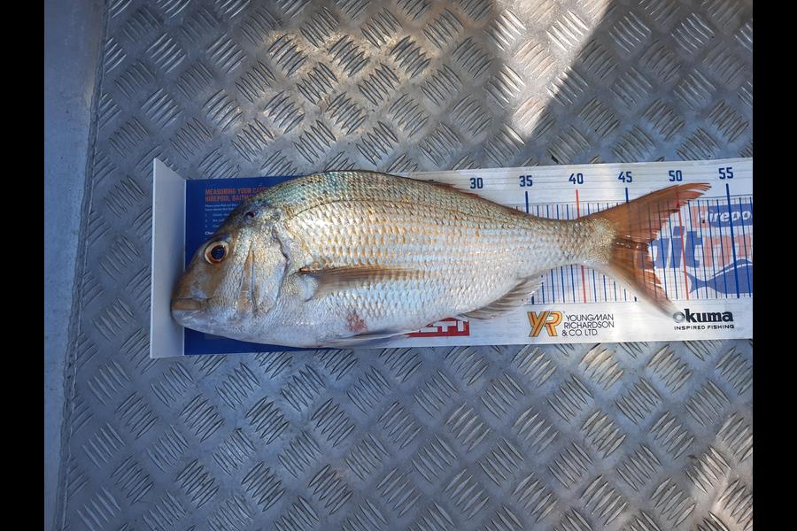 Steve Stermi caught this 46.5cm Snapper at North Tiri  during The Export NZ Fishing Competition