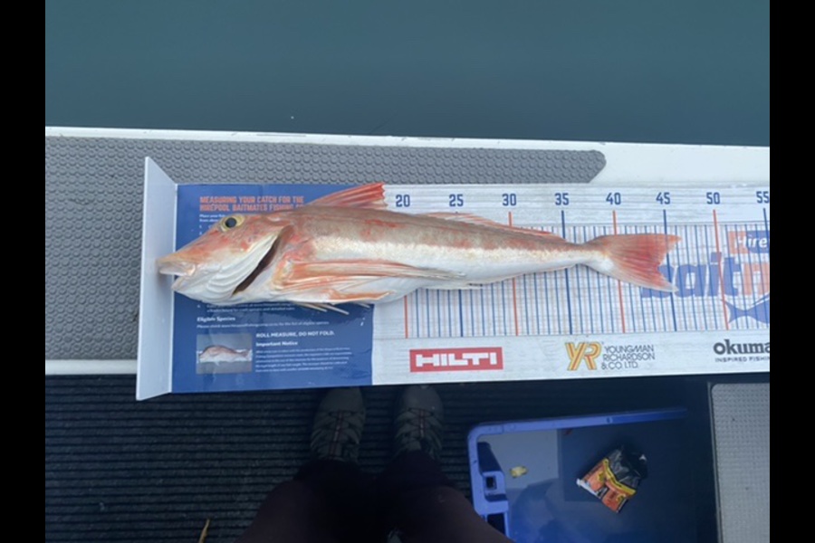 James Laird caught this 43.5cm Gurnard at Nelson  during The Export NZ Fishing Competition