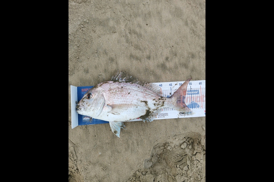 Andre Zowitzkey caught this 51cm Snapper at 90mile  during The Export NZ Fishing Competition