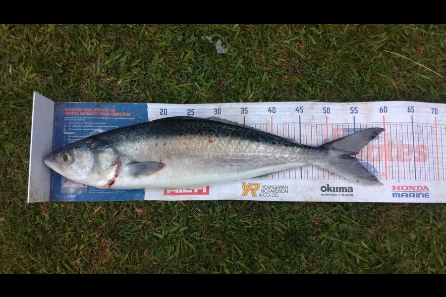 James Pike caught this 54cm Kahawai at Manu bay during The Export NZ Fishing Competition