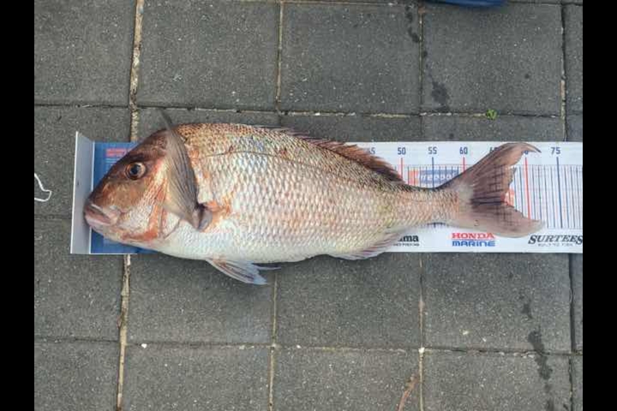 Mark Piskulic caught this 66.0cm Snapper at Far north during The Export NZ Fishing Competition