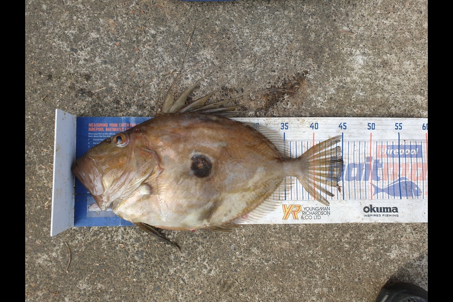 Tayler Flavell caught this 45cm John Dory at tiri during The Export NZ Fishing Competition