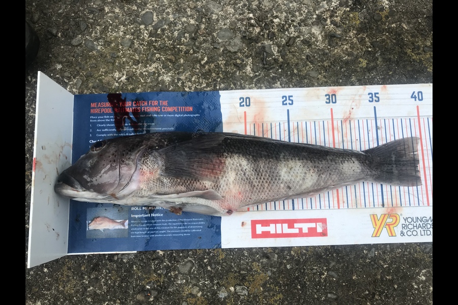 Peyton Mcdonald caught this 39cm Blue Cod at Wellington  during The Export NZ Fishing Competition