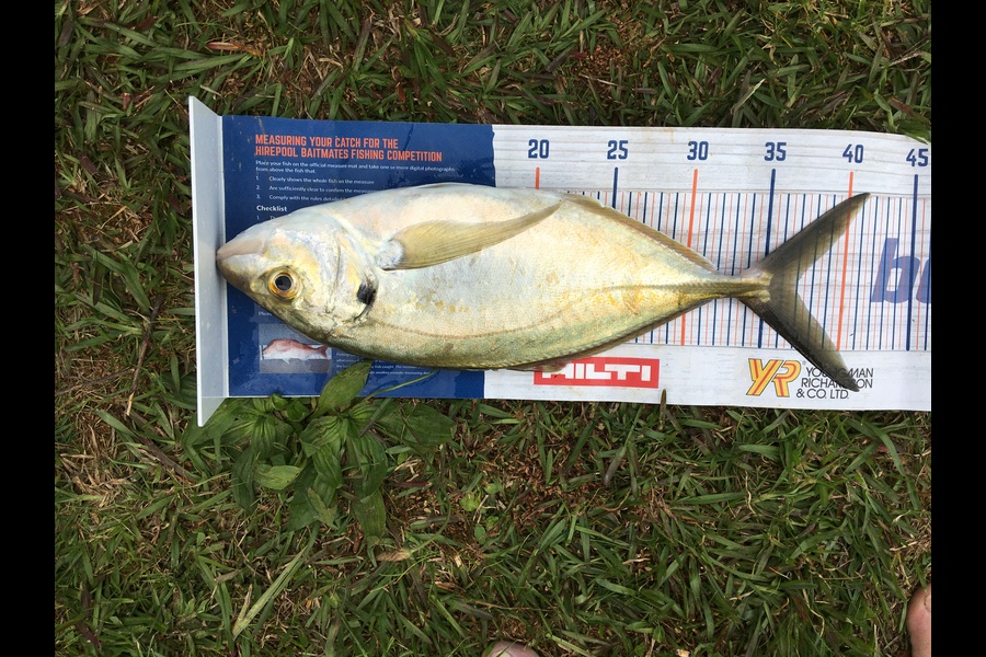 Todd Warmington  caught this 37cm Trevally at Omamari  during The Export NZ Fishing Competition