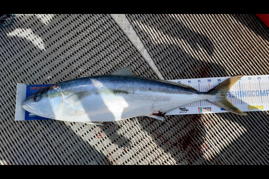 Clinton Emtage caught this 107.5cm Kingfish at Glinks gully during The Export NZ Fishing Competition