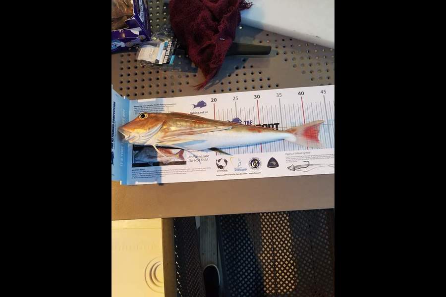 Marlene Koekemoer caught this 42cm Gurnard at Maraetai  during The Export NZ Fishing Competition