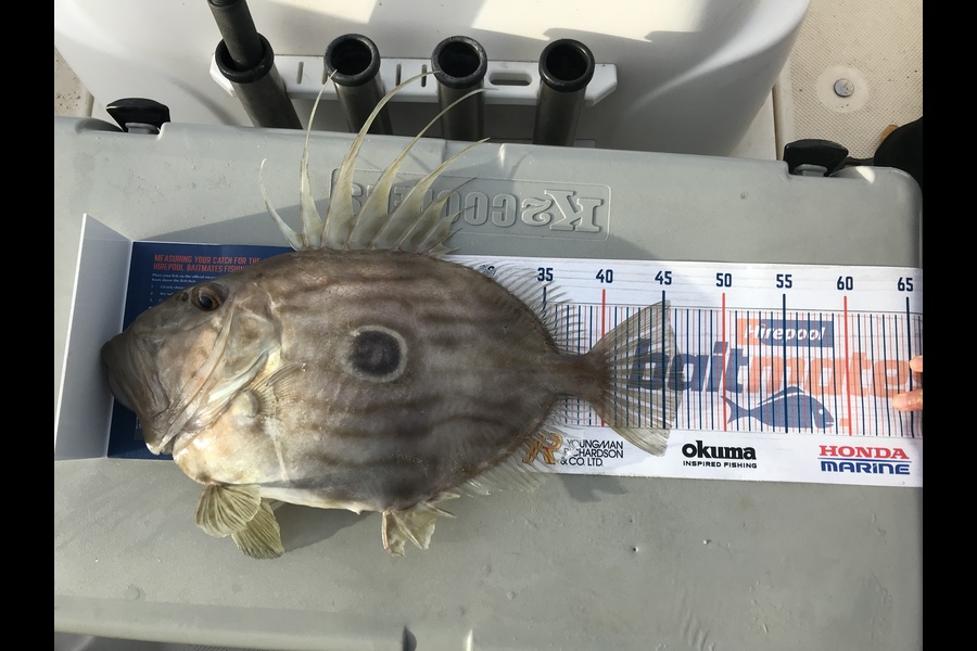Jackson Middleton caught this 46.5cm John Dory at Orere Point  during The Export NZ Fishing Competition