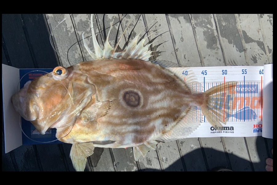 Sam Julian caught this 50cm John Dory at Makara  during The Export NZ Fishing Competition