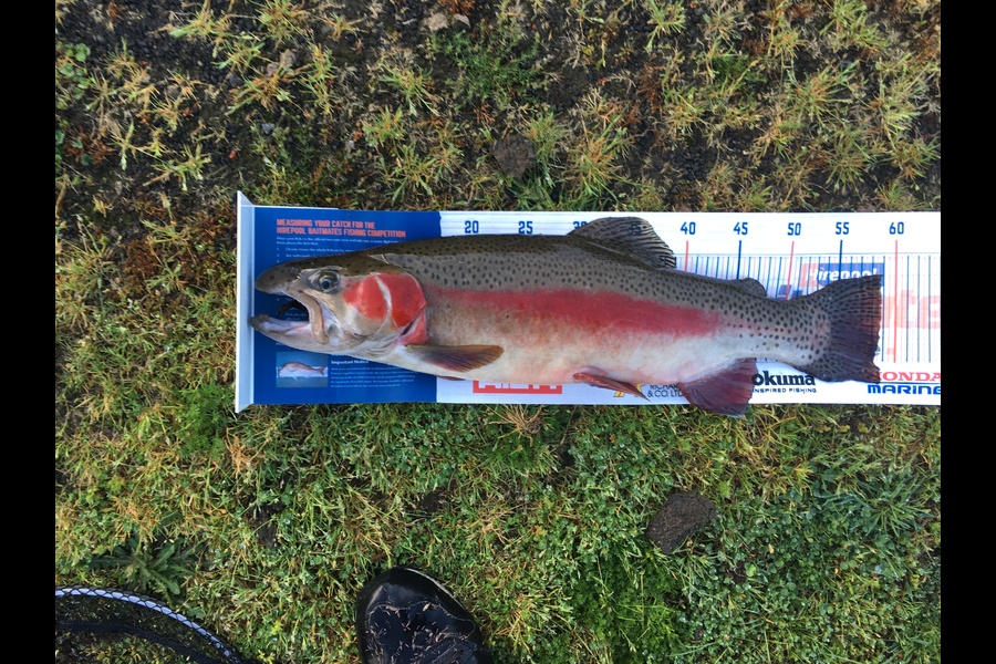 Michael Brown caught this 58cm Trout at Ruahihi during The Export NZ Fishing Competition