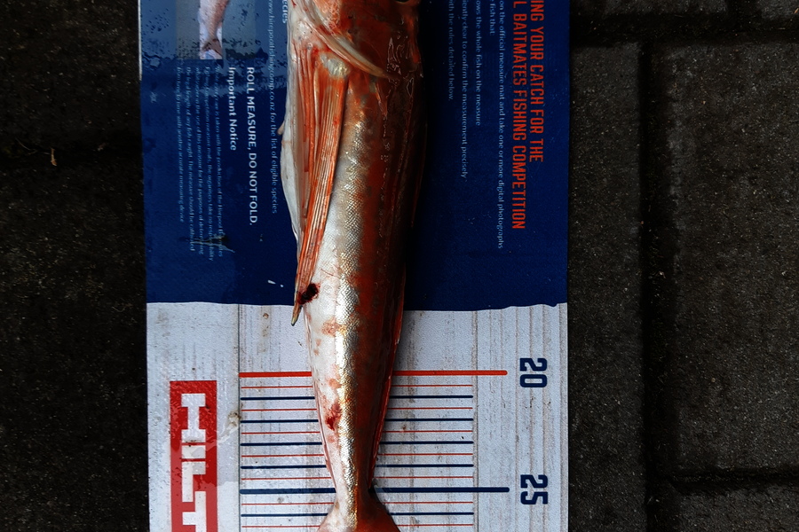 Amanda Stacey caught this 30.5cm Gurnard at Waikawau Thames during The Export NZ Fishing Competition