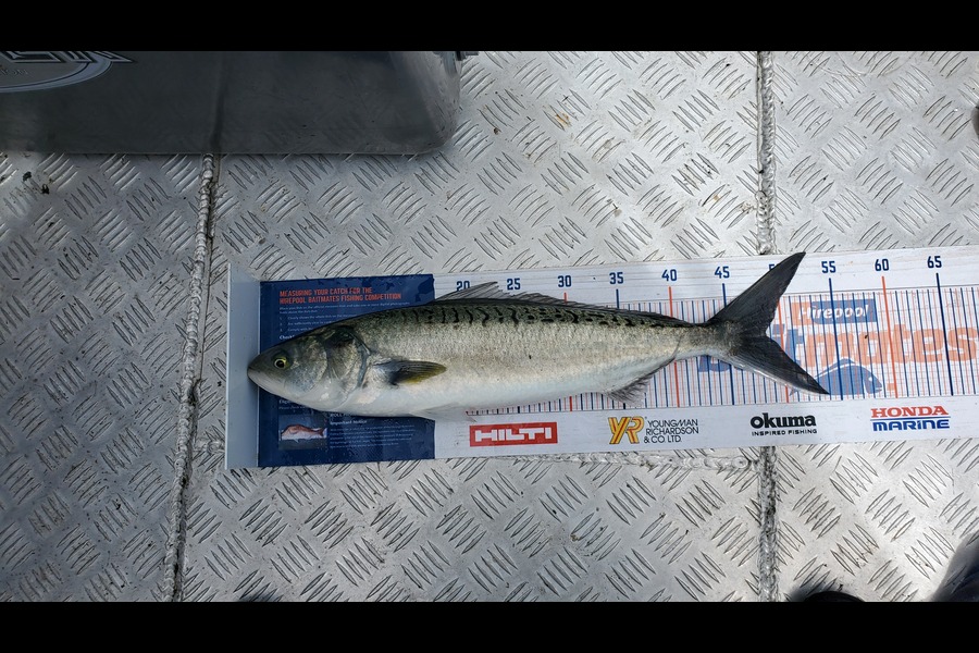Sabin Arackal caught this 48.5cm Kahawai at Omaha during The Export NZ Fishing Competition