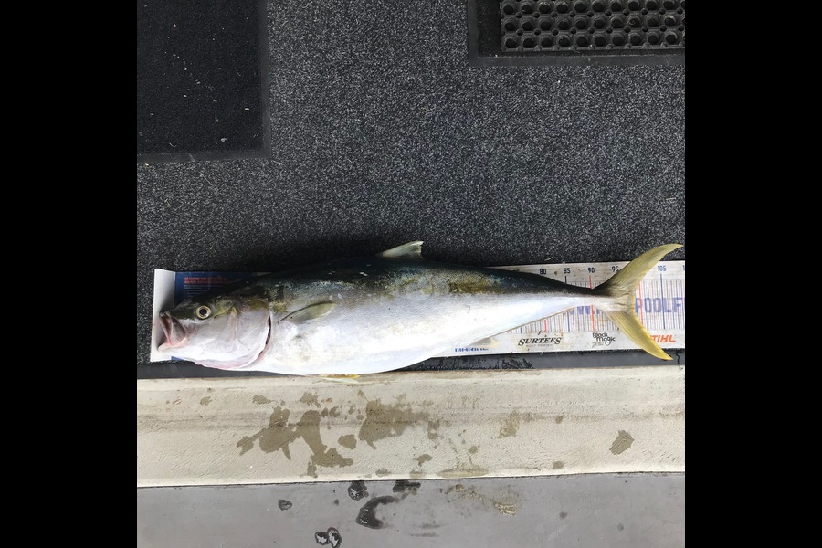 Steve Varley caught this 98cm Kingfish at Bream Bay during The Export NZ Fishing Competition