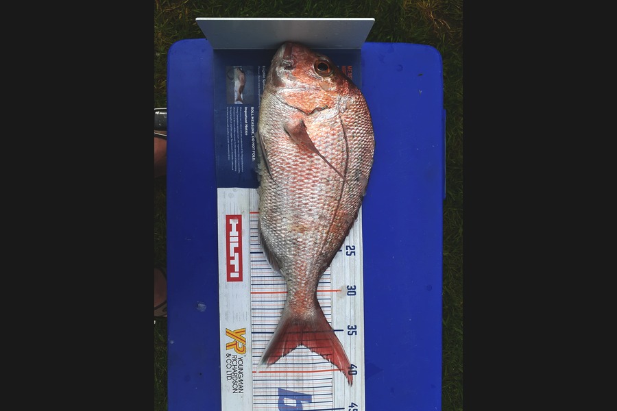 Mathew Goodall caught this 36.5cm Snapper at Raglan  during The Export NZ Fishing Competition