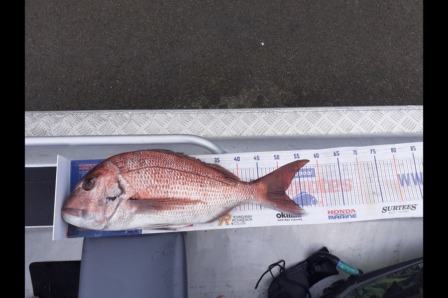 Nick Schwarzer caught this 51cm Snapper at Whakatane  during The Export NZ Fishing Competition