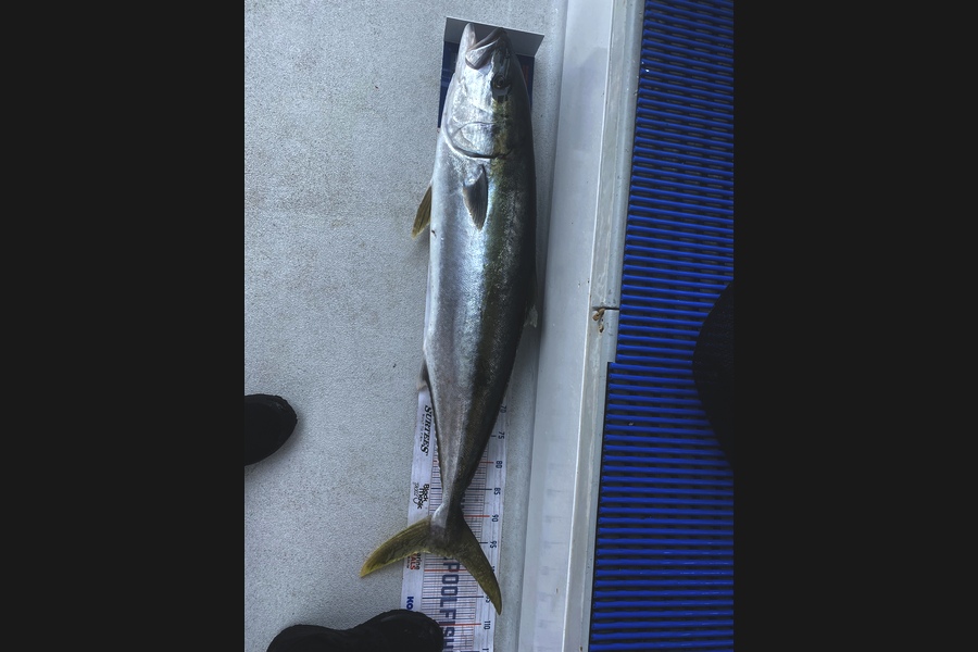 Evan Mcloughlin caught this 97.5cm Kingfish at Hauraki gulf during The Export NZ Fishing Competition