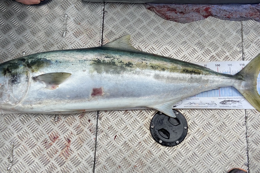 Aron McKeown caught this 115cm Kingfish at Bay of Island  during The Export NZ Fishing Competition