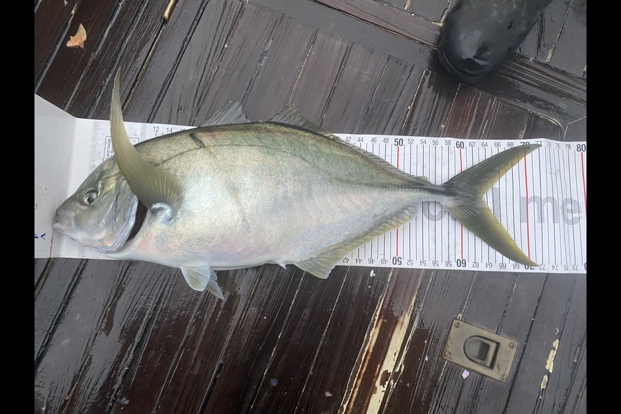 Bryce Helms caught this 63.0cm Trevally at Manawtawhi during The Export NZ Fishing Competition